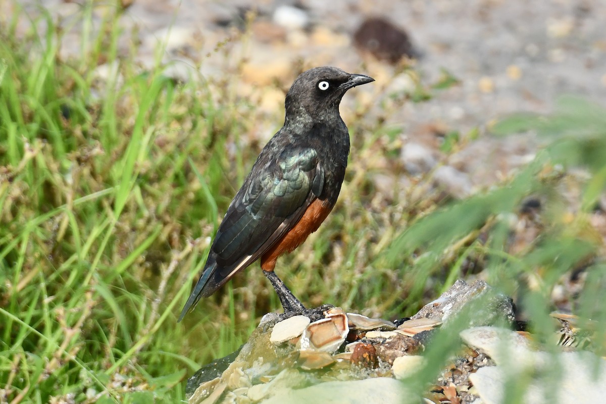 Choucador à ventre roux - ML641845678