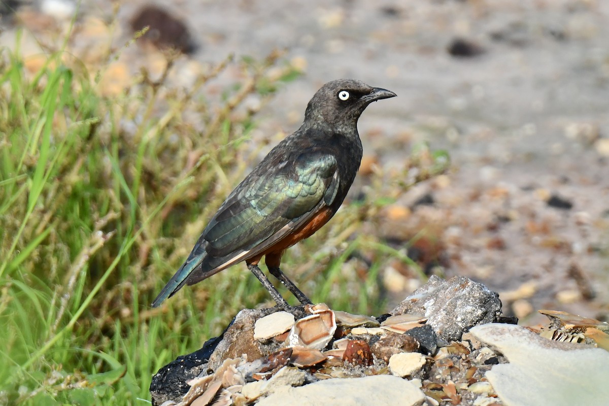 Choucador à ventre roux - ML641845679