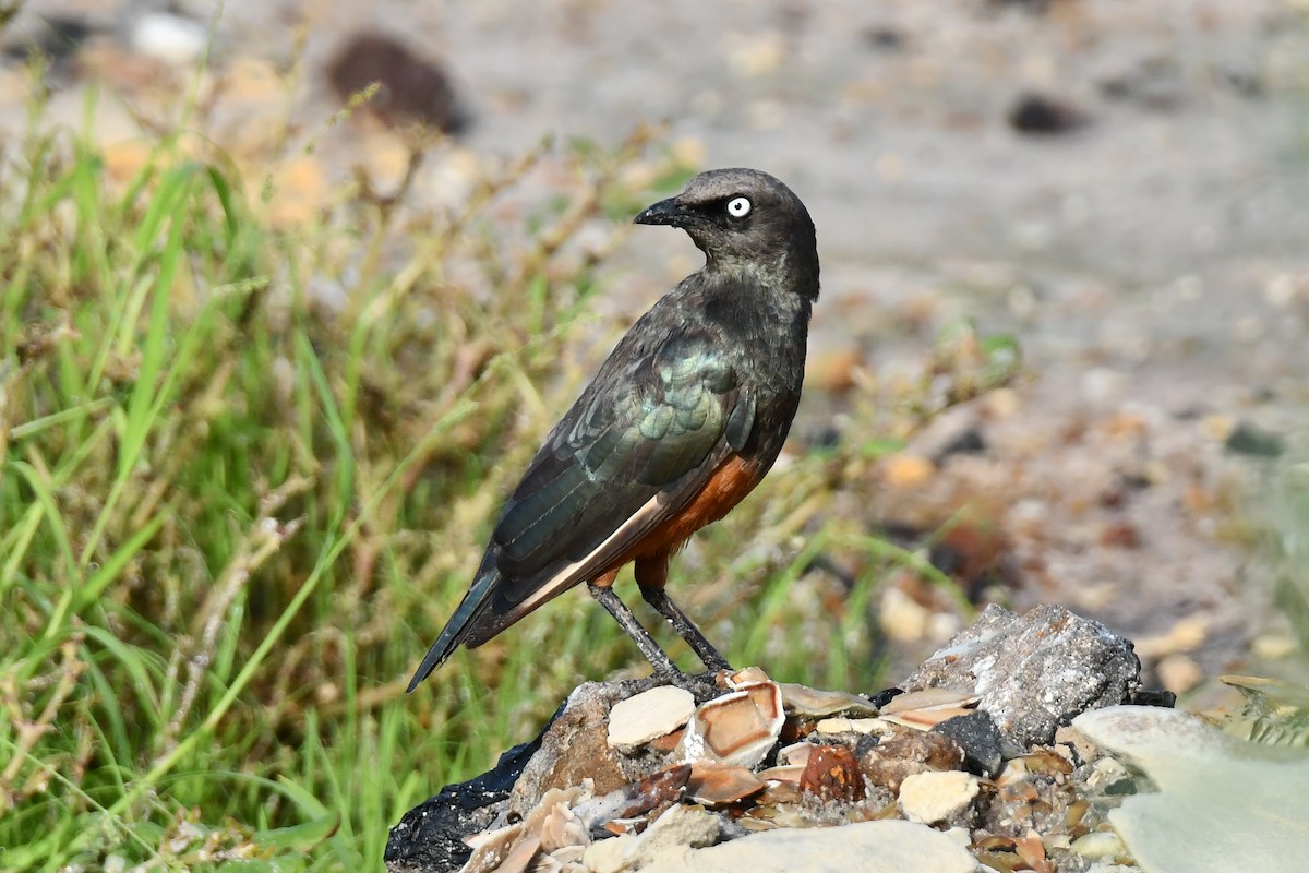 Choucador à ventre roux - ML641845680