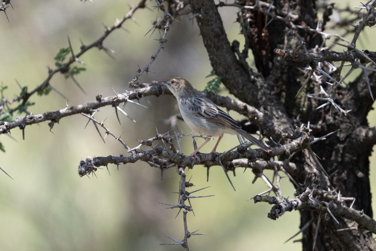Rattling Cisticola - ML641845684