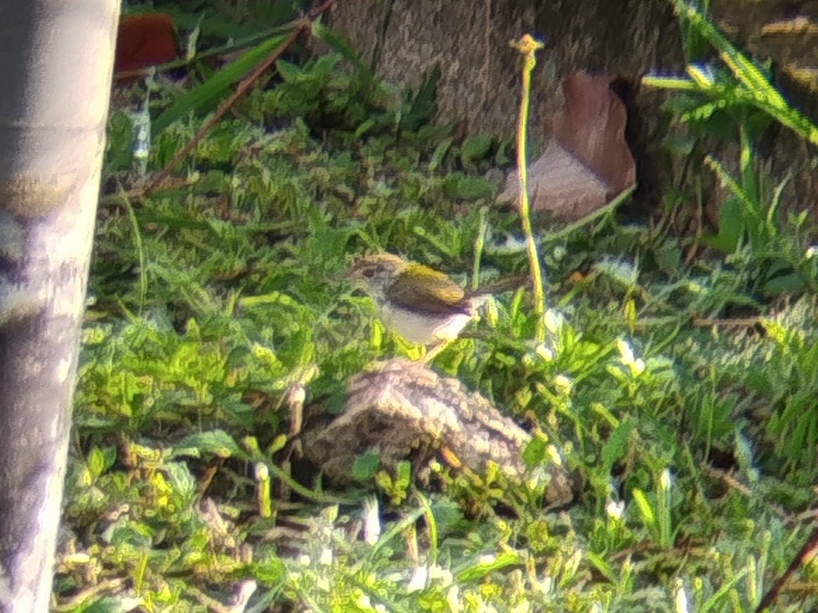 Common Tailorbird - ML641845745