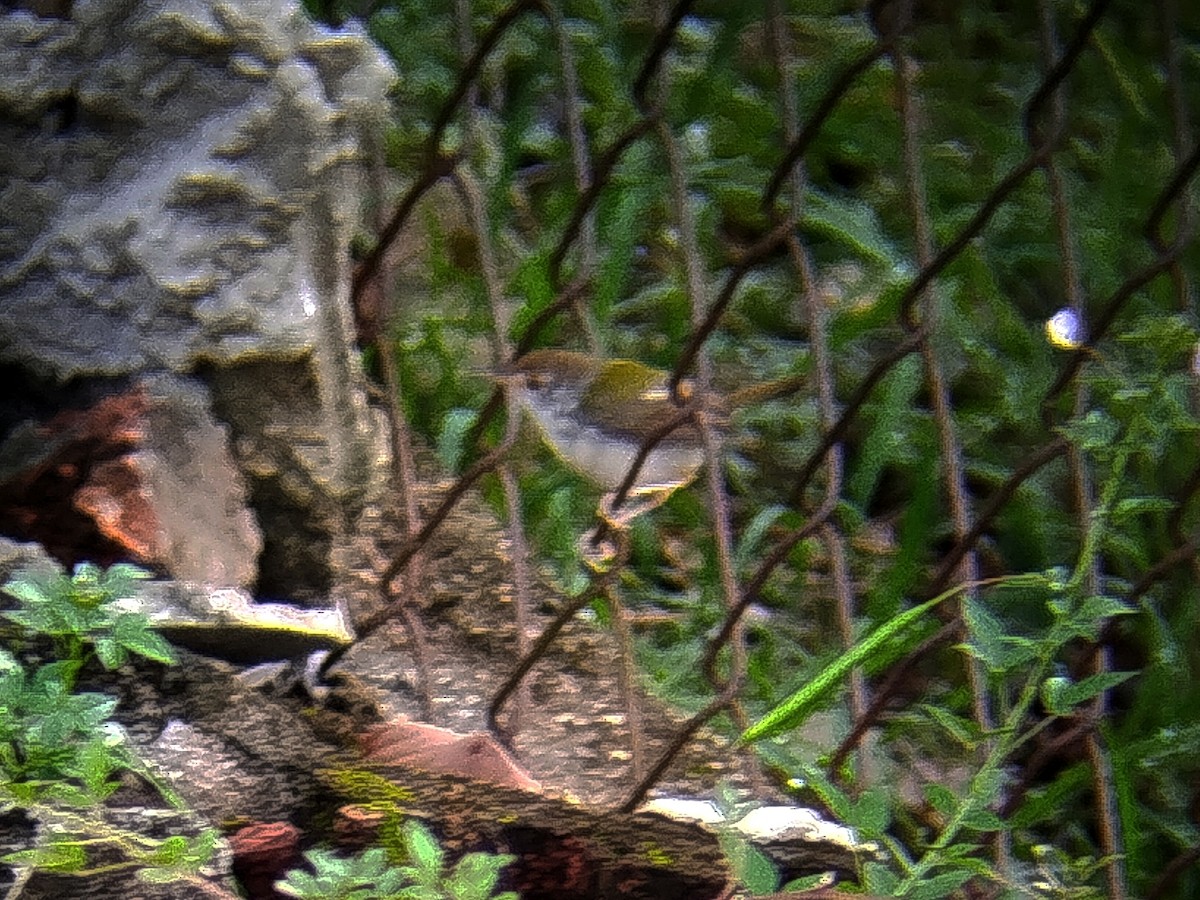Common Tailorbird - ML641845746