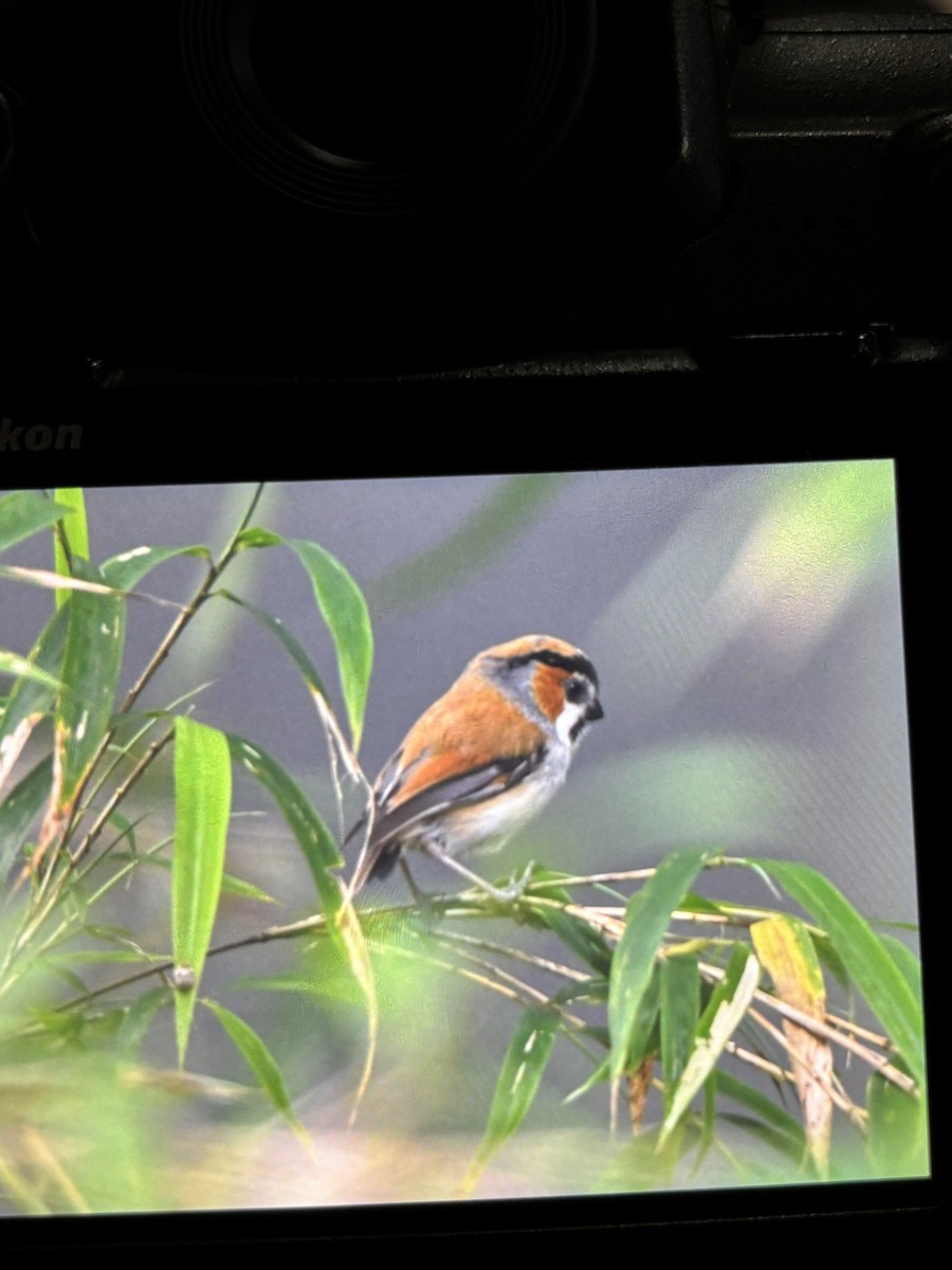 Black-throated Parrotbill - ML641845751