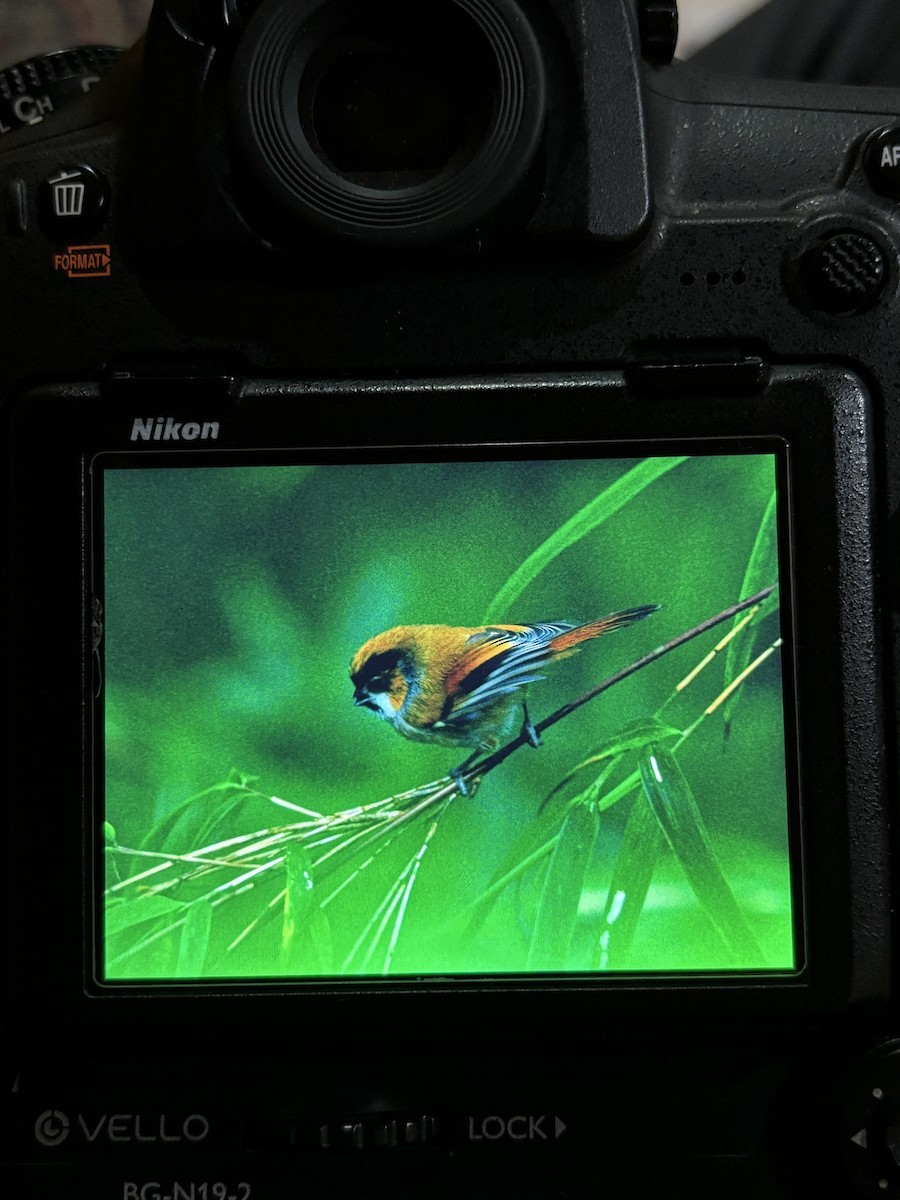 Black-throated Parrotbill - ML641845752