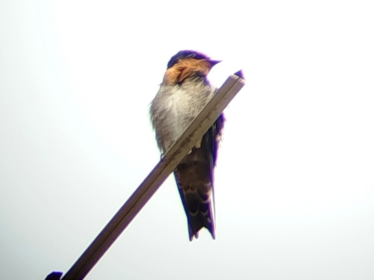 Pacific Swallow - ML641845757