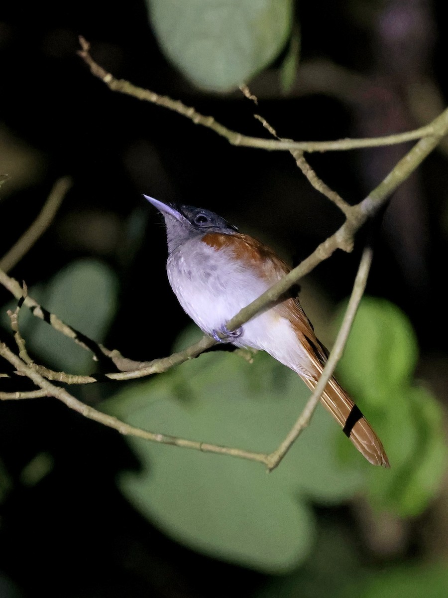 カワリサンコウチョウ - ML641845761