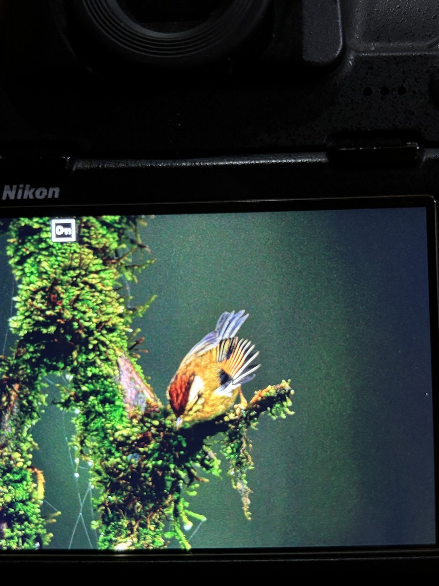 Rufous-winged Fulvetta - ML641845774