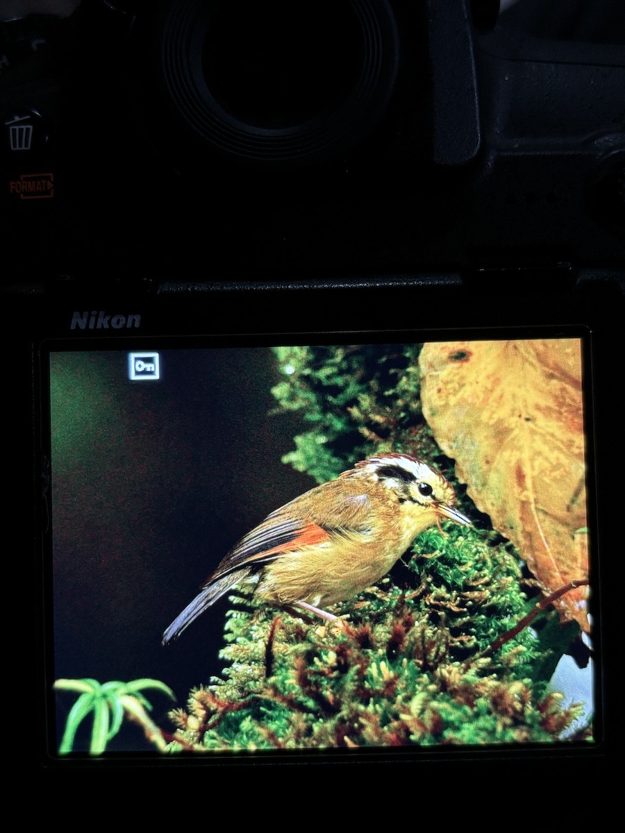 Rufous-winged Fulvetta - ML641845775