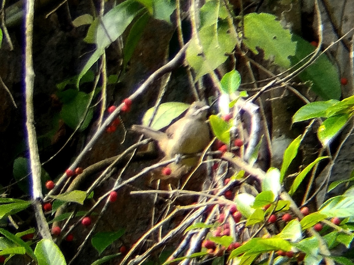 Bulbul de Conrad - ML641845779