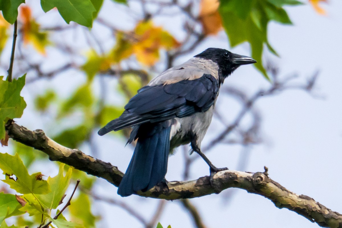 Hooded Crow - ML641845798