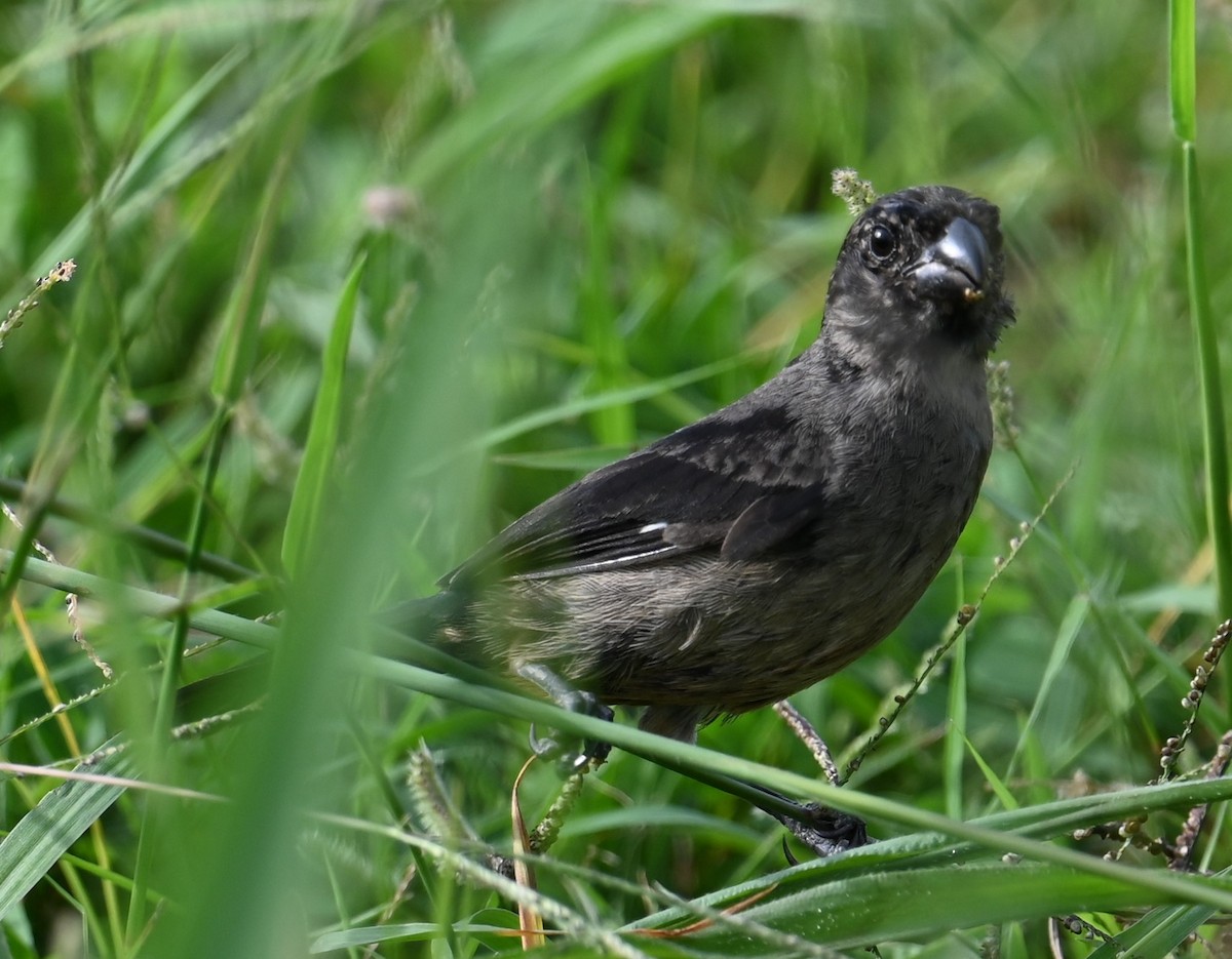 Variable Seedeater - ML641845801