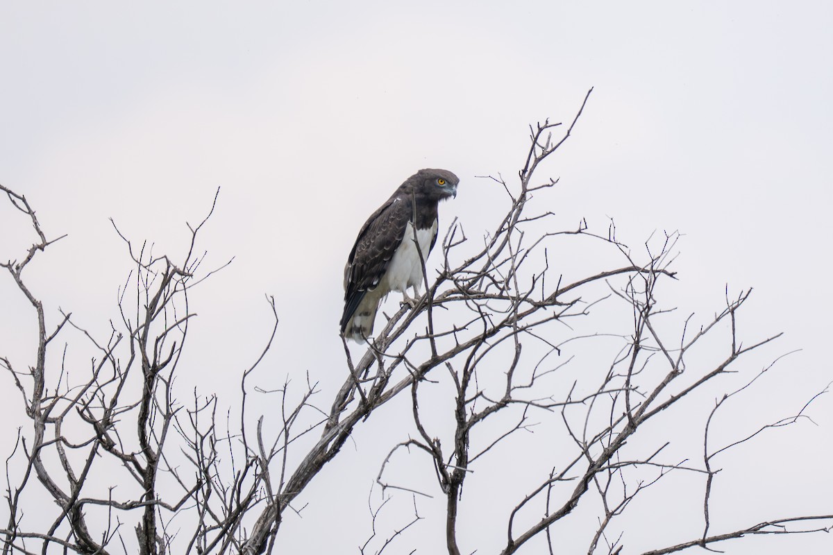 Black-chested Snake-Eagle - ML641845826