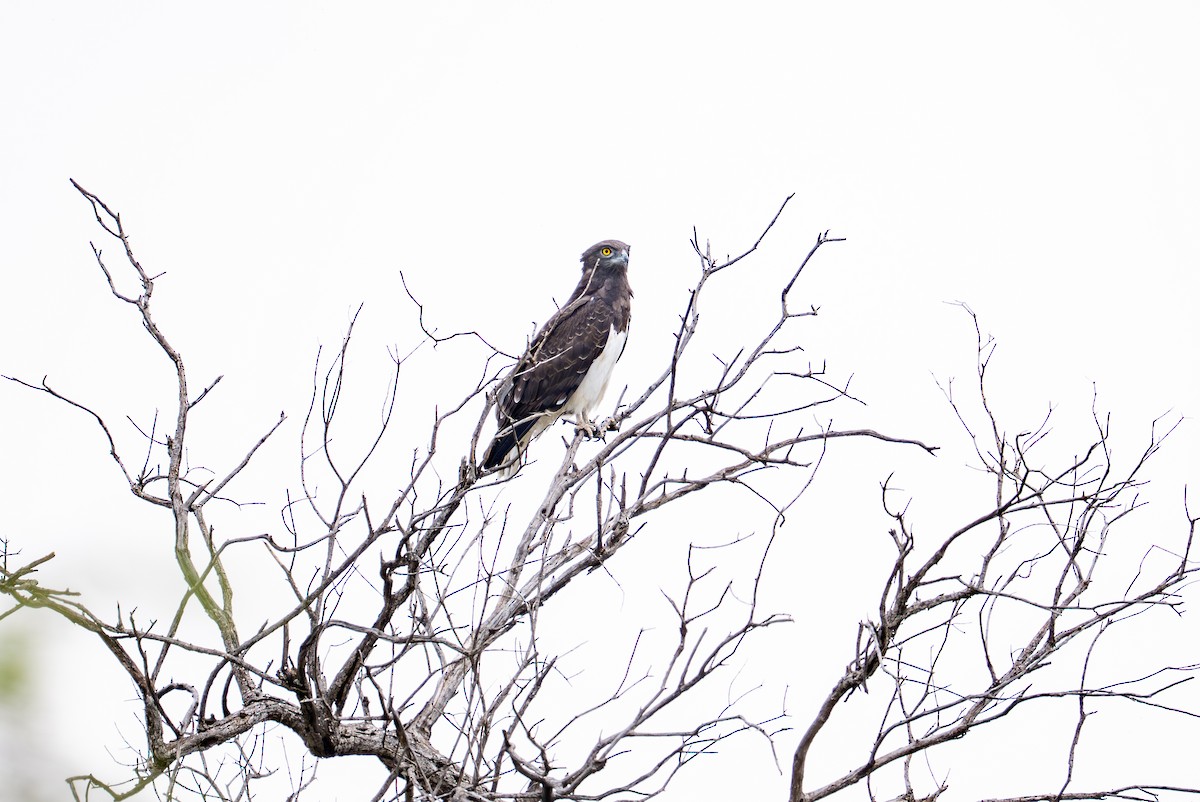 Black-chested Snake-Eagle - ML641845827