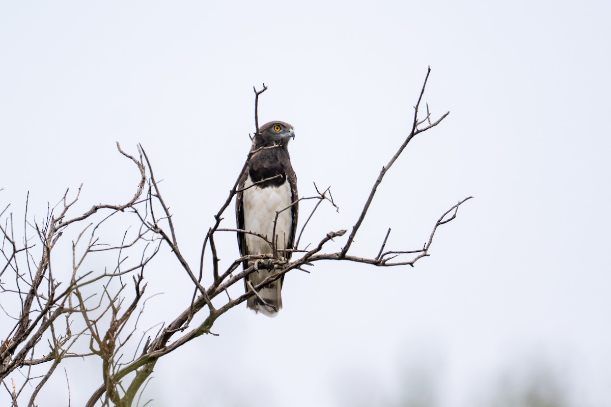 Black-chested Snake-Eagle - ML641845828