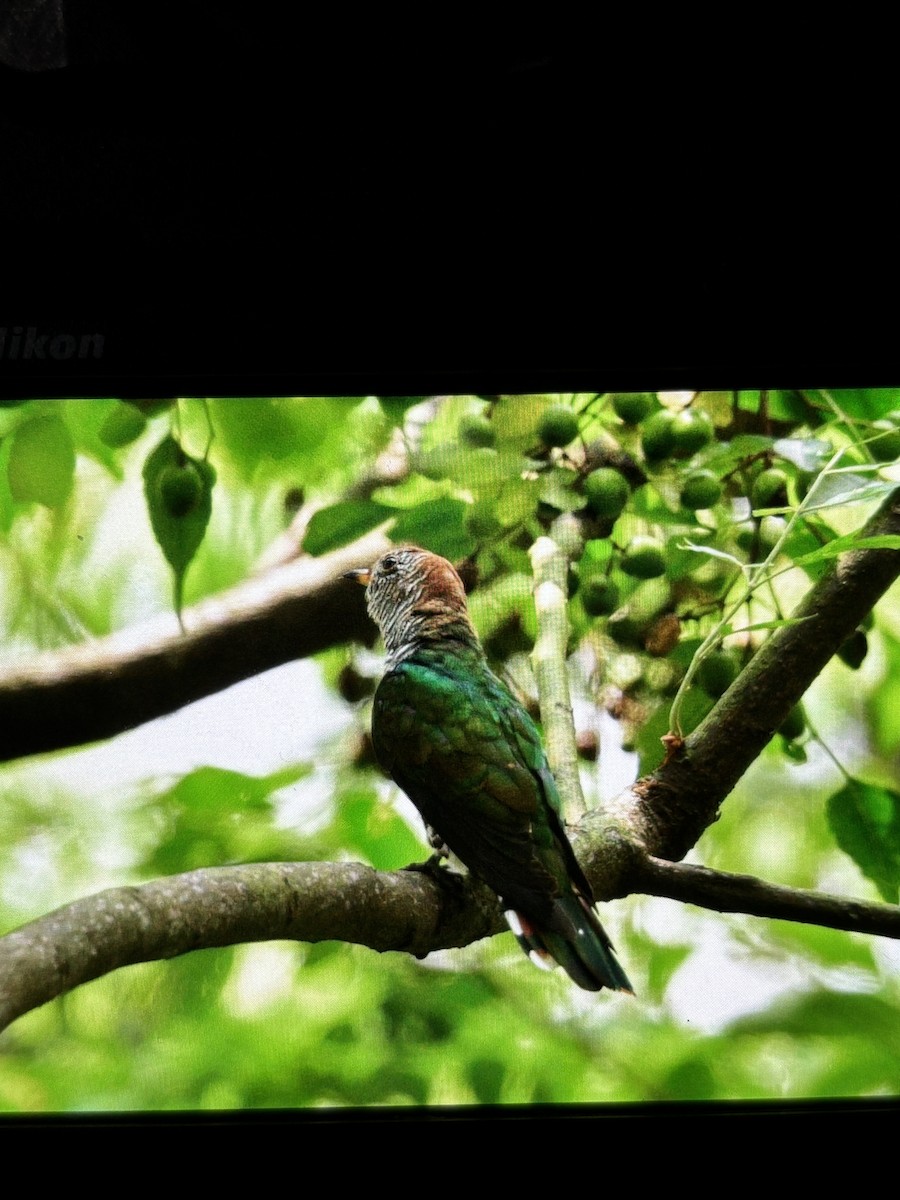 Asian Emerald Cuckoo - ML641845852