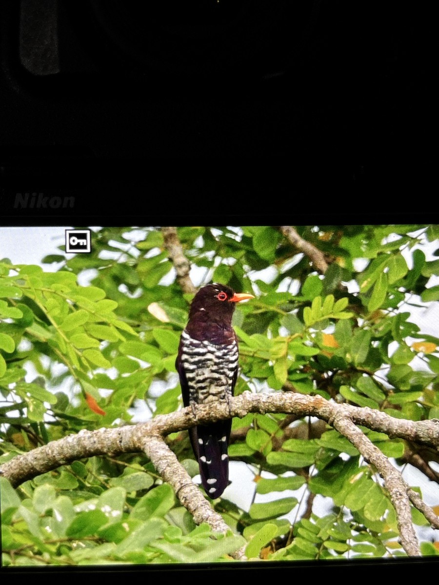 Violet Cuckoo - ML641845859