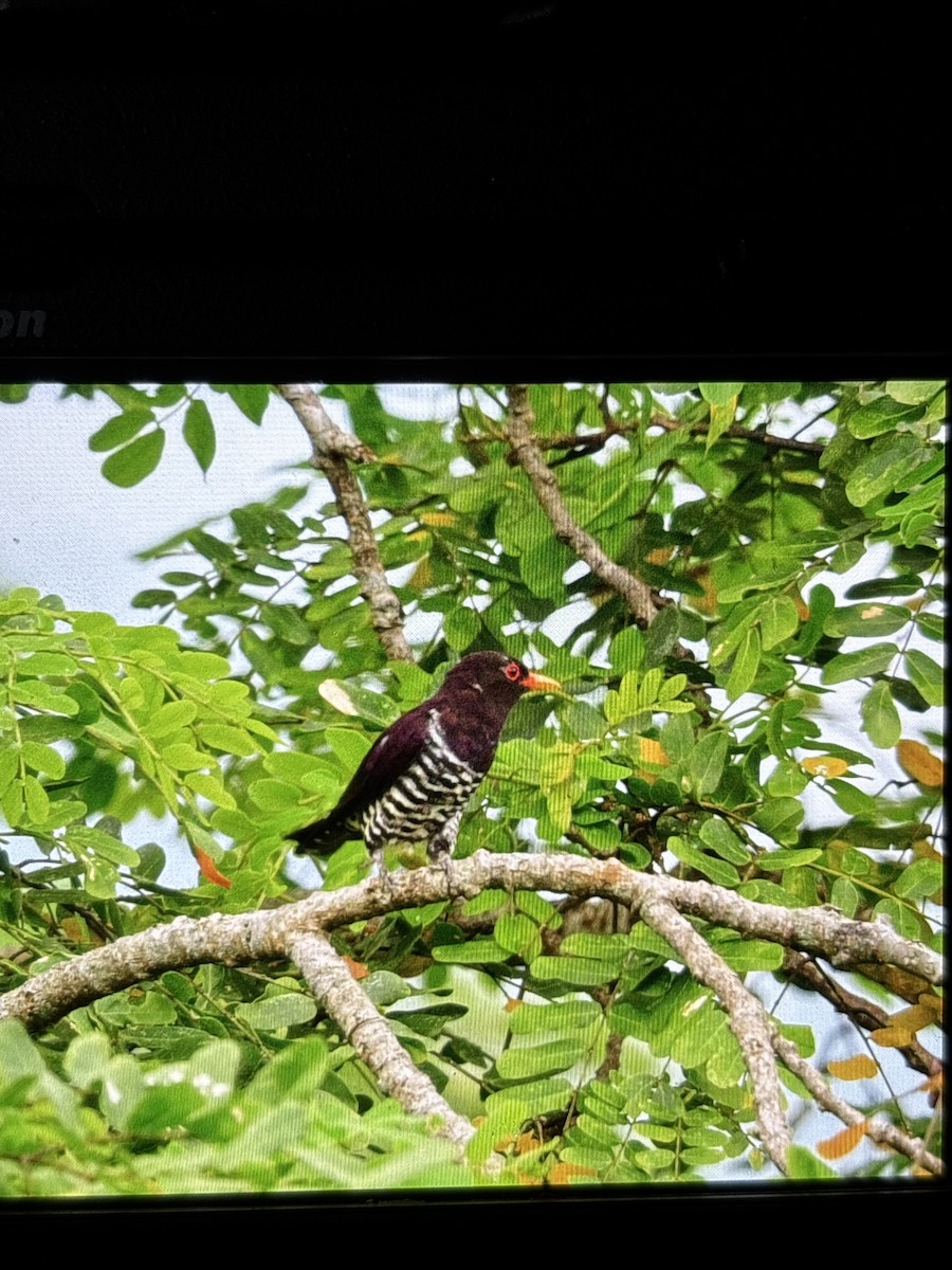 Violet Cuckoo - ML641845860