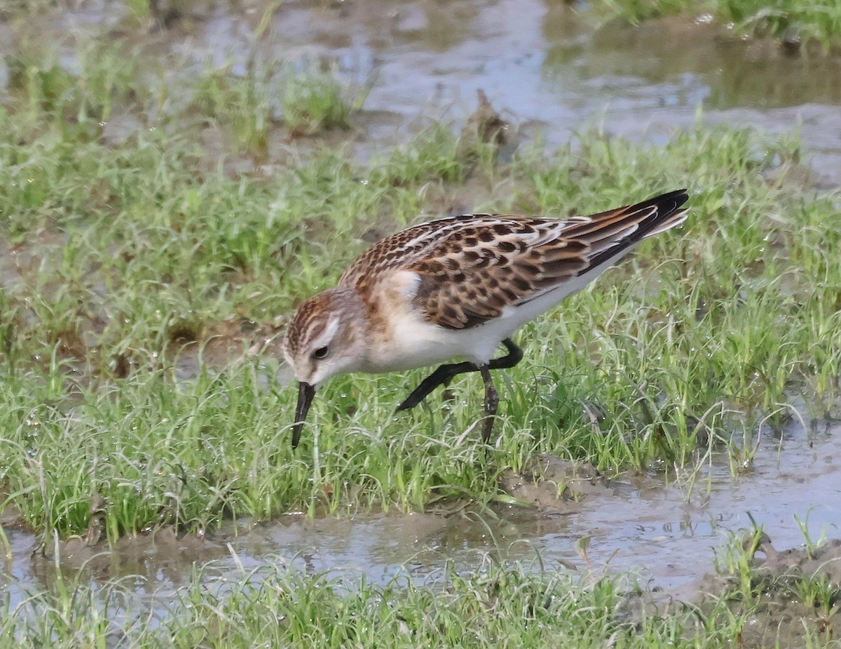 Zwergstrandläufer - ML641845871