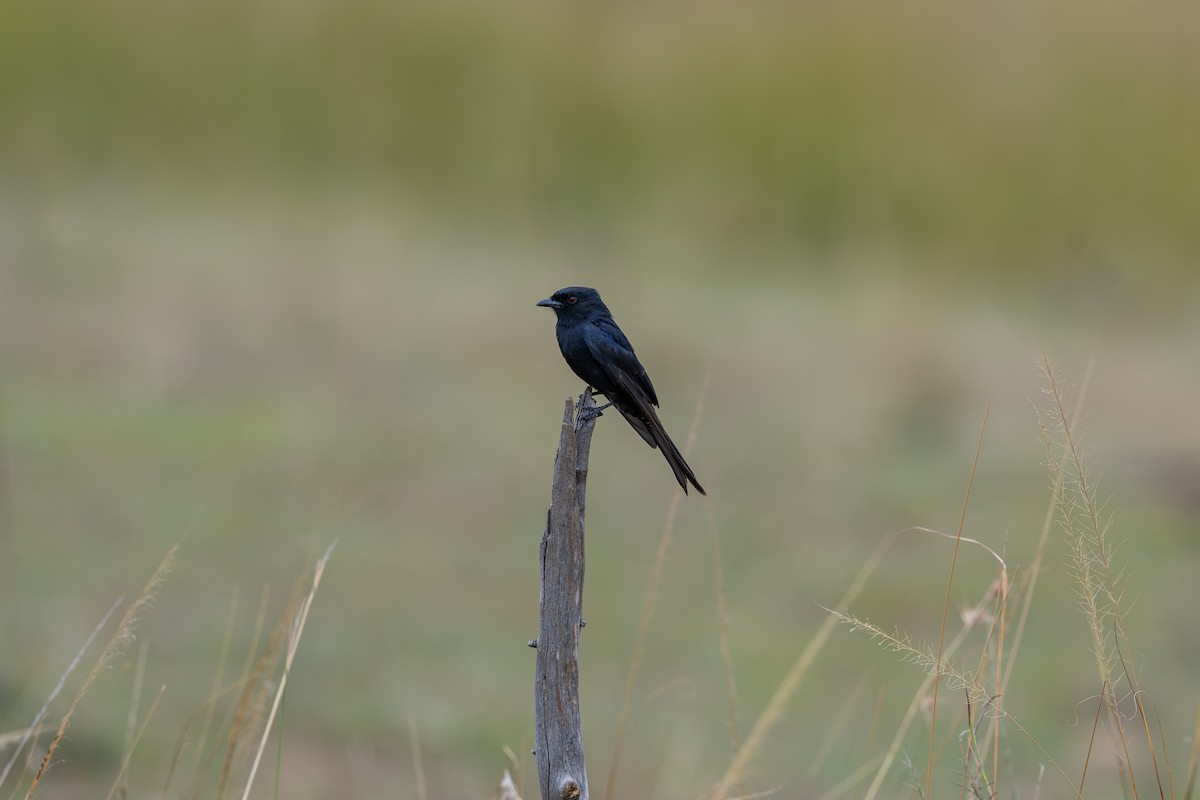 Trauerdrongo - ML641845873