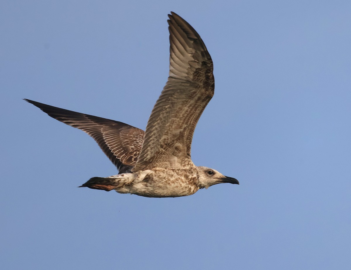 Mittelmeermöwe - ML641845879