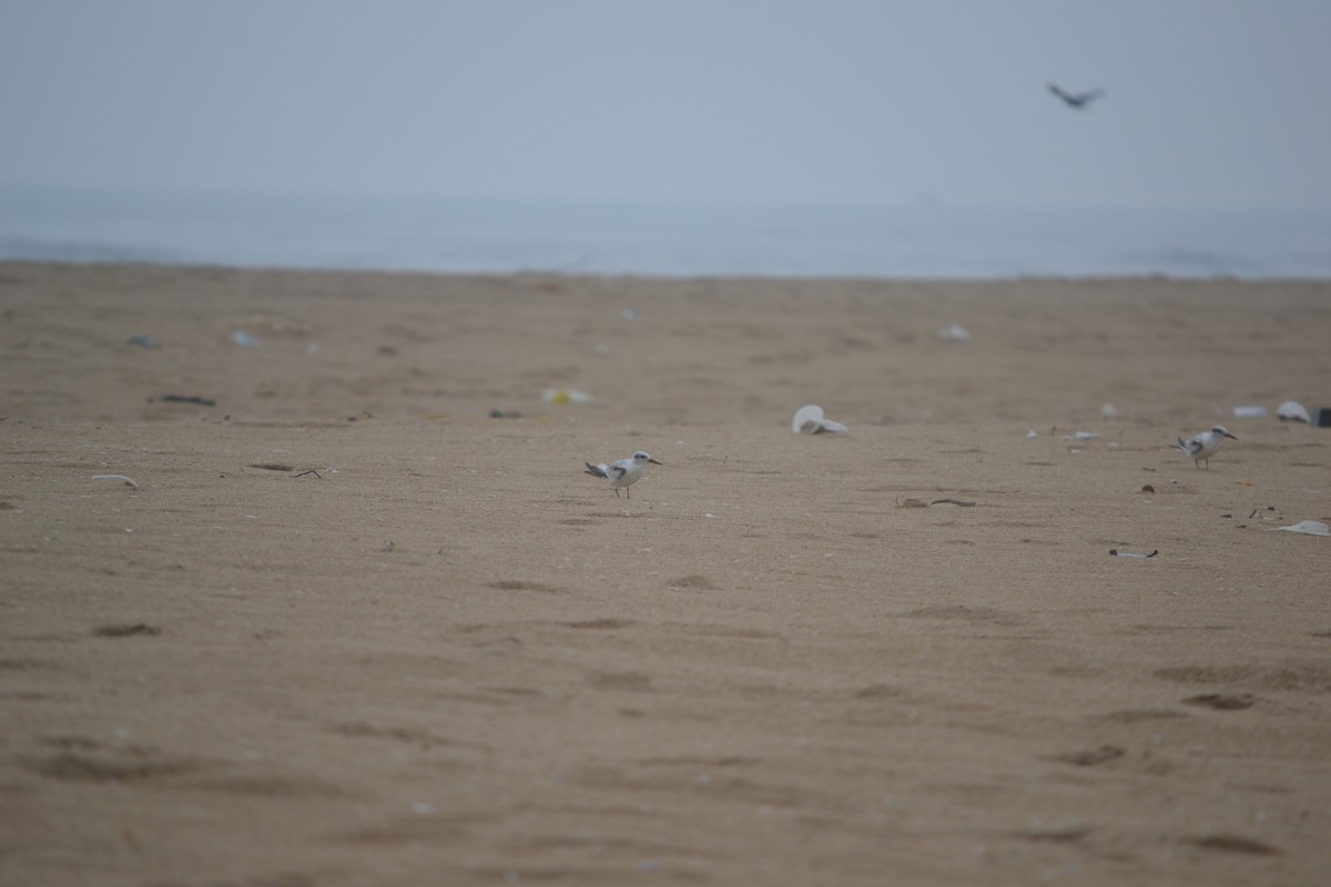 Saunders's Tern - ML641845887