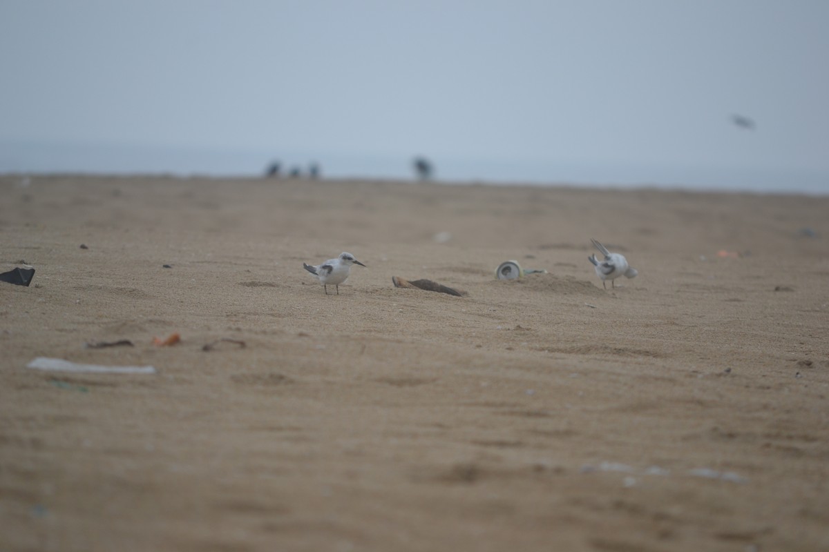 Saunders's Tern - ML641845888