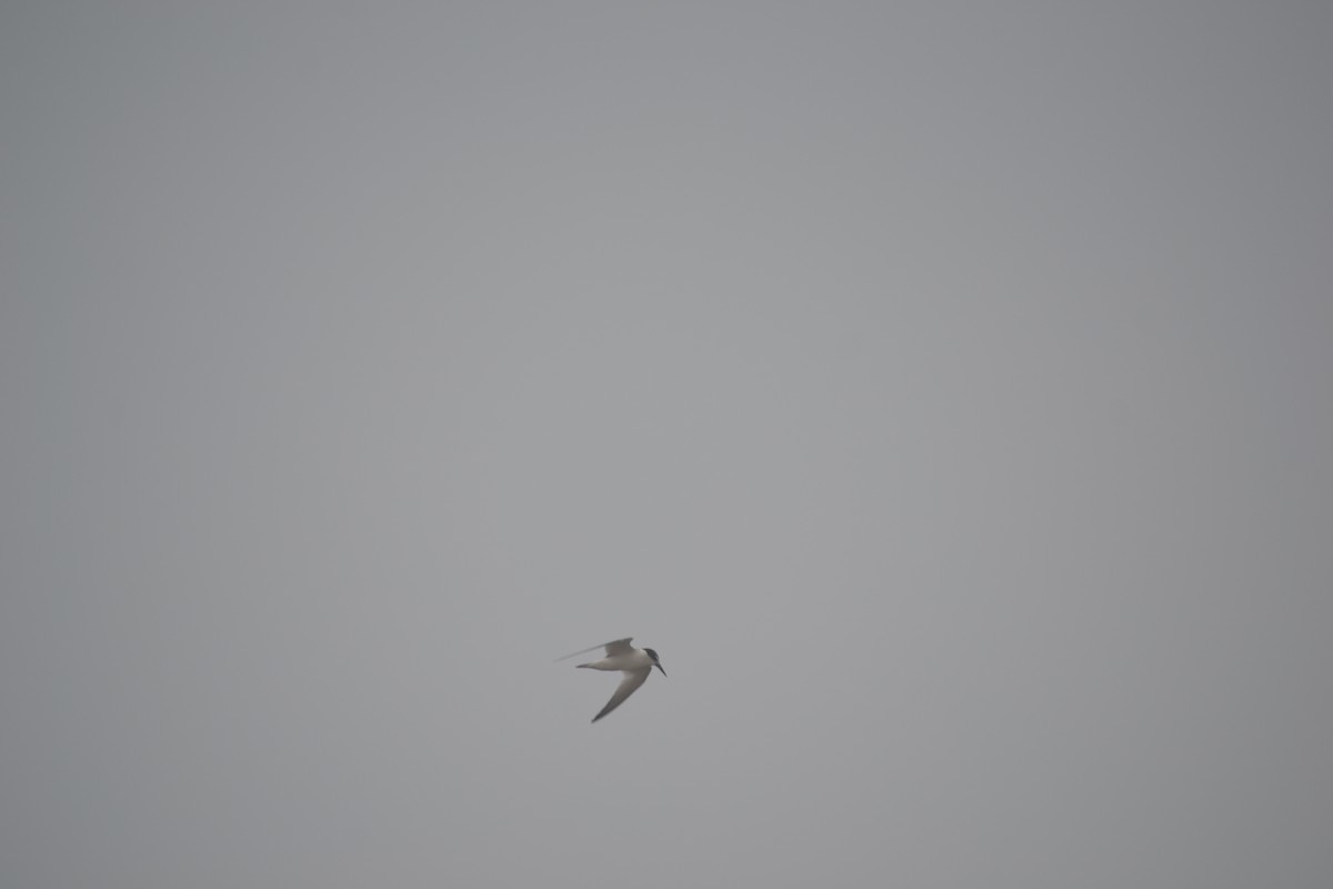 Saunders's Tern - ML641845899