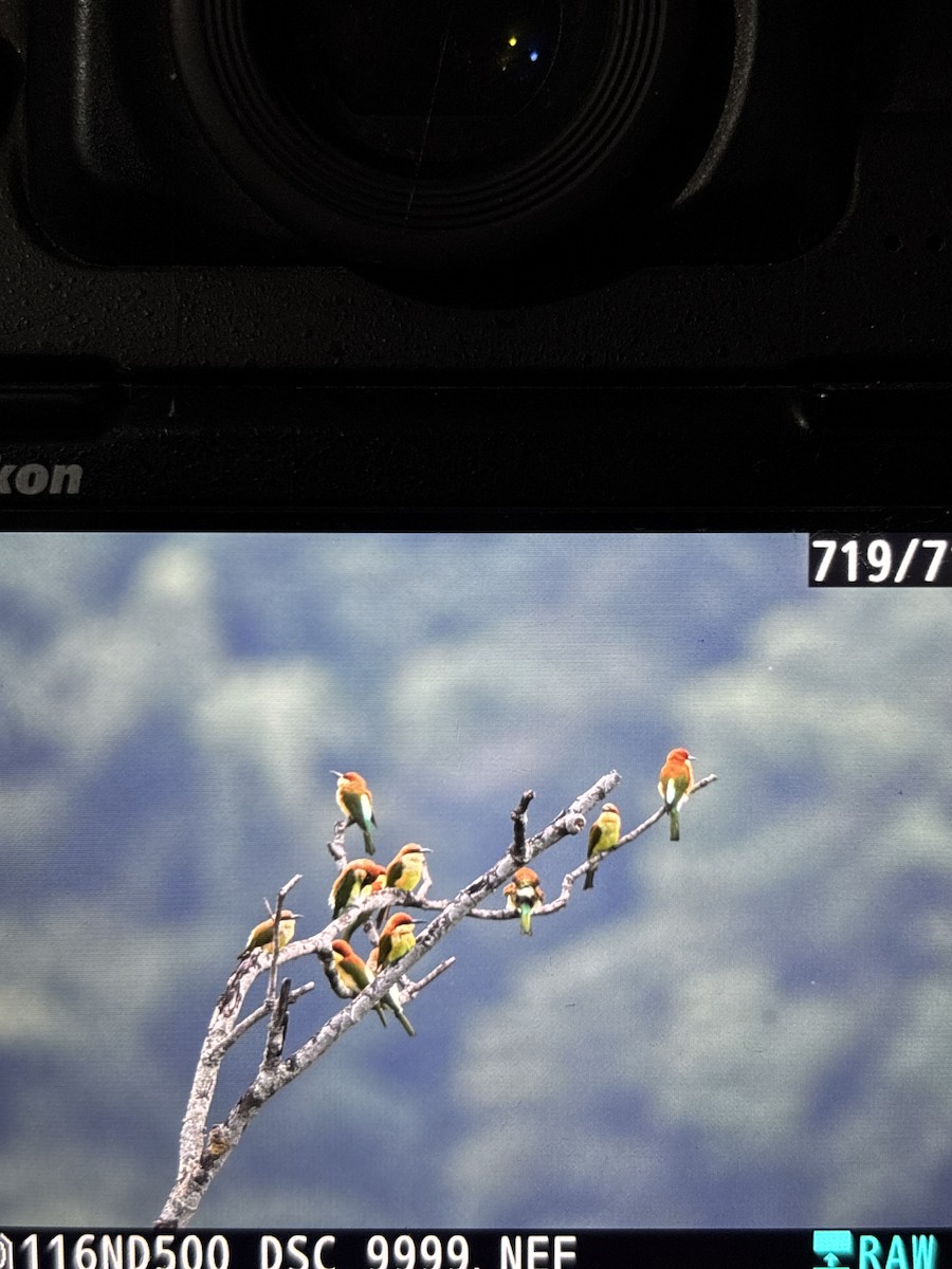 Chestnut-headed Bee-eater - ML641845908