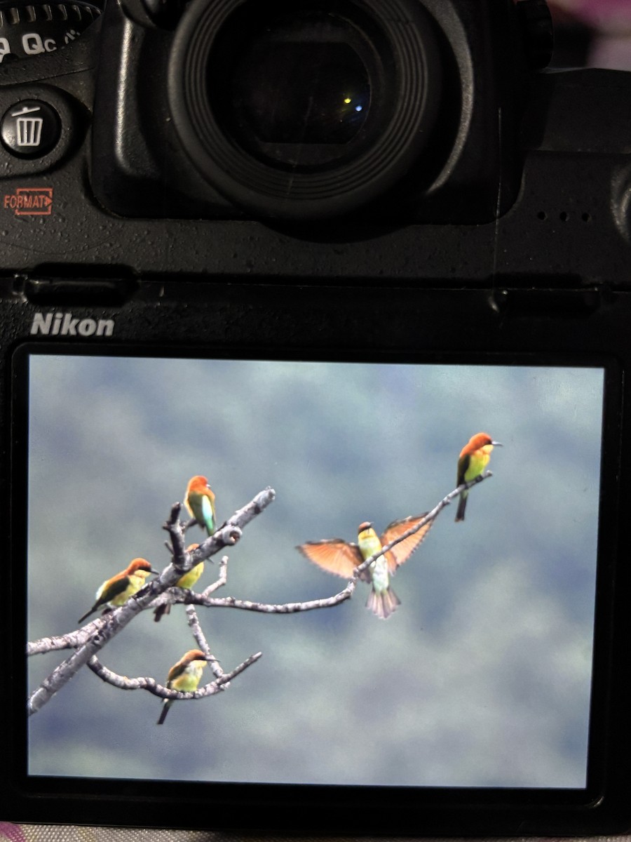 Chestnut-headed Bee-eater - ML641845909