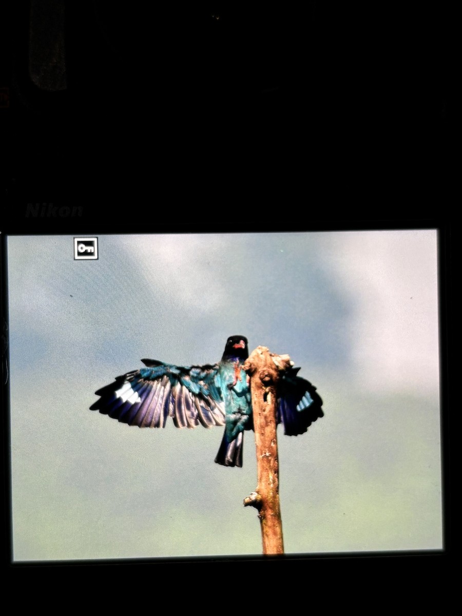 Dollarbird - ML641845920