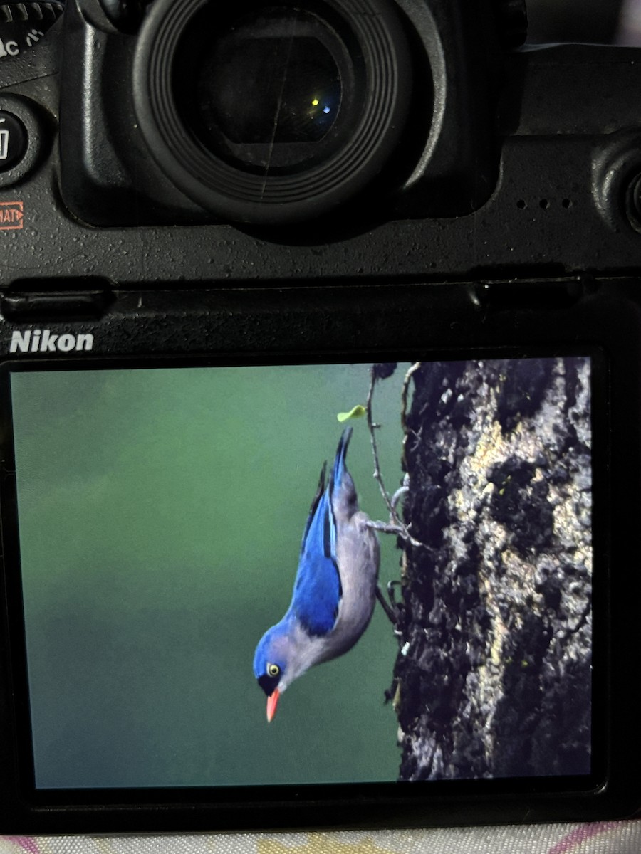 Velvet-fronted Nuthatch - ML641845942