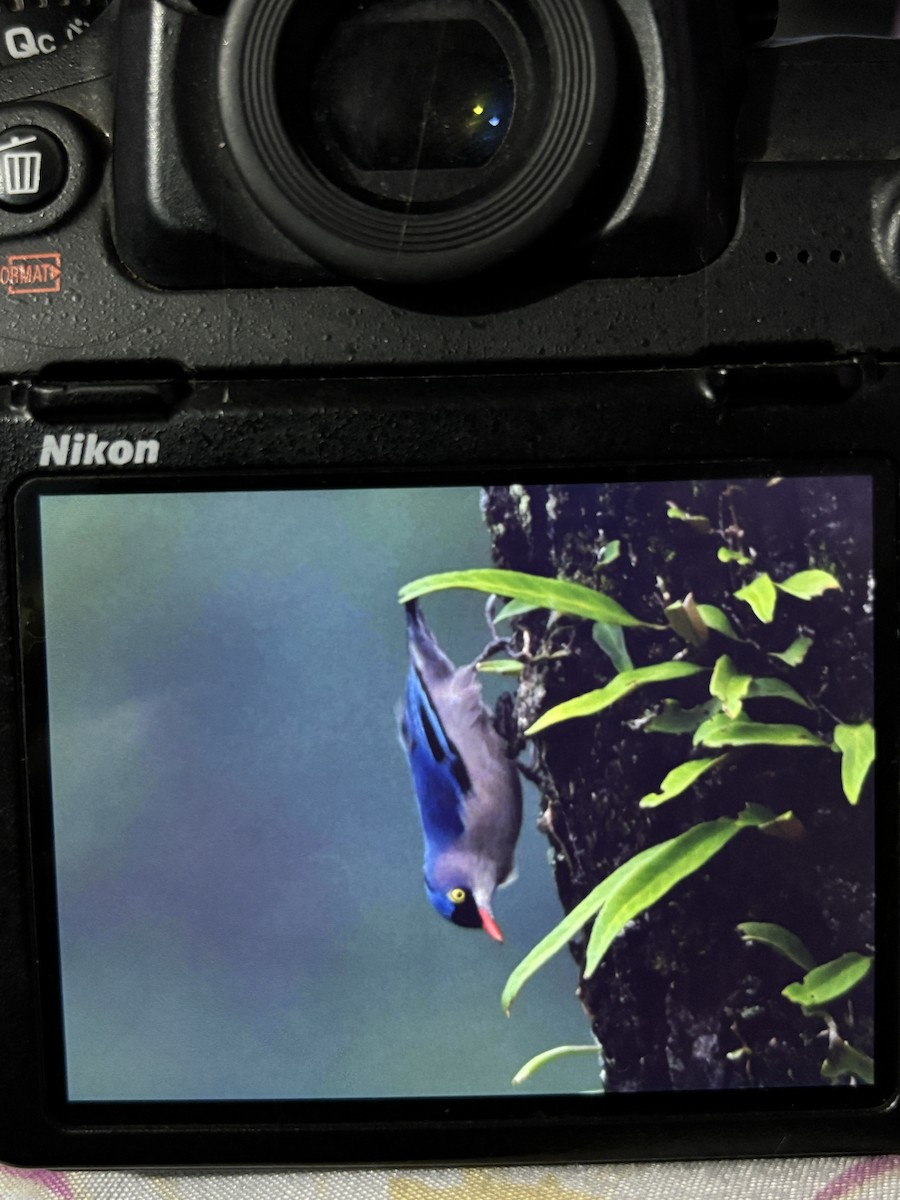 Velvet-fronted Nuthatch - ML641845943