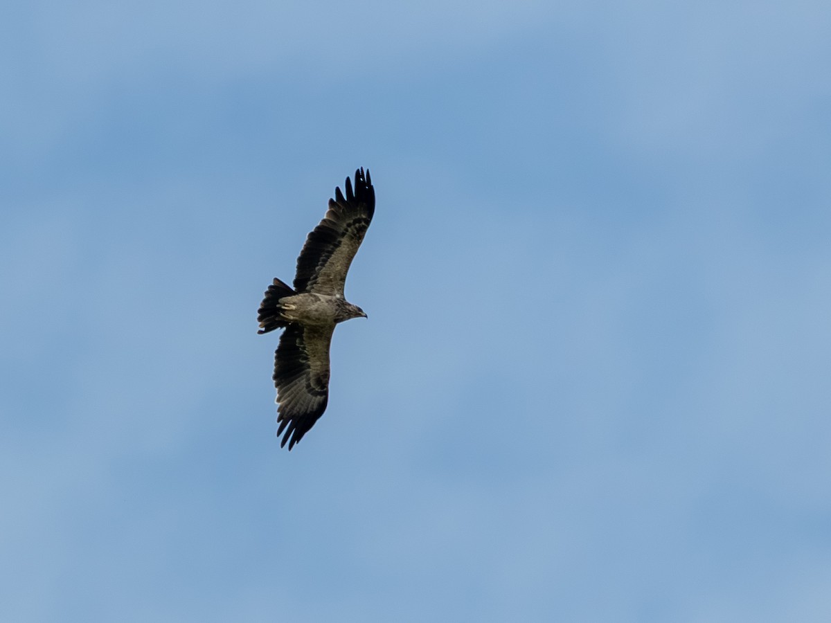 Tawny Eagle - ML641845946