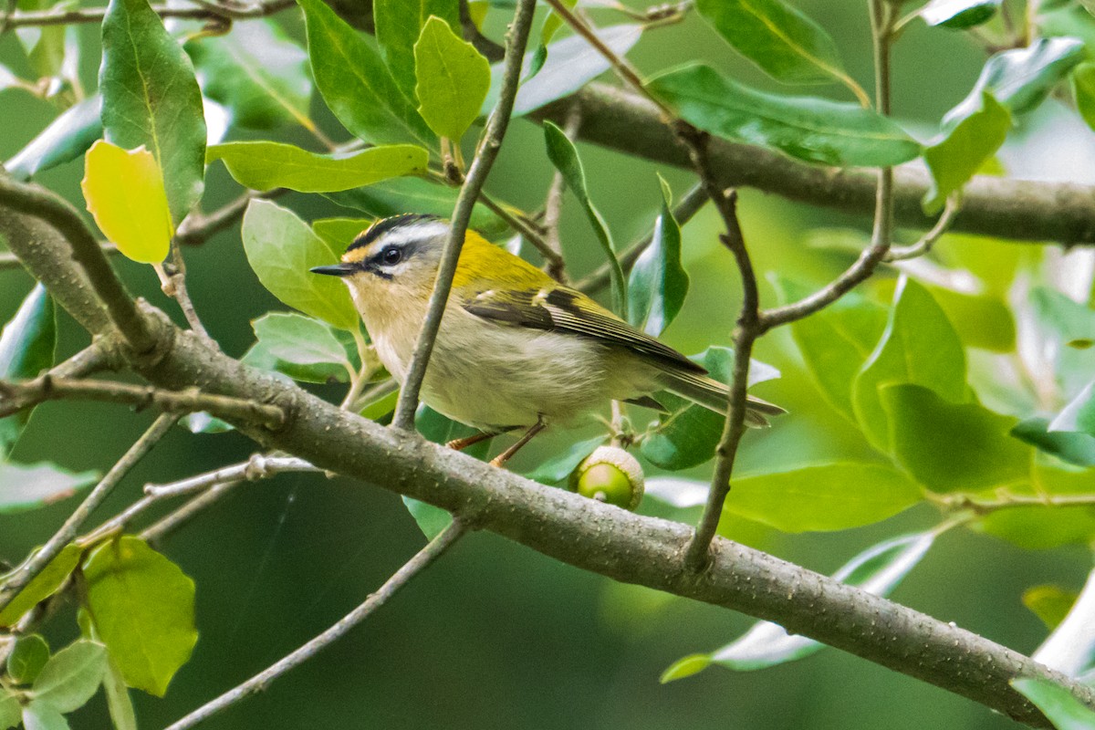 Common Firecrest - ML641845948