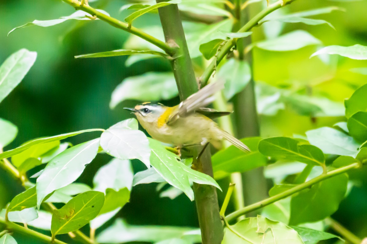 Common Firecrest - ML641845949