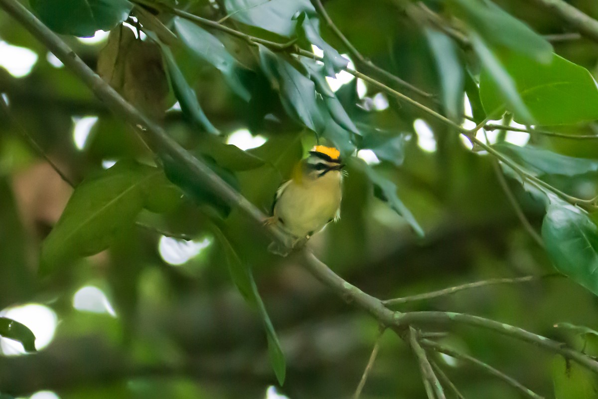 Common Firecrest - ML641845950