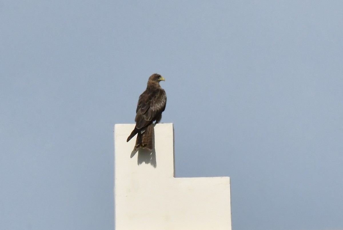 Black Kite (Yellow-billed) - ML641845952