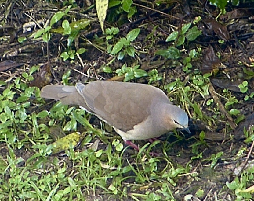 White-tipped Dove - ML641845957