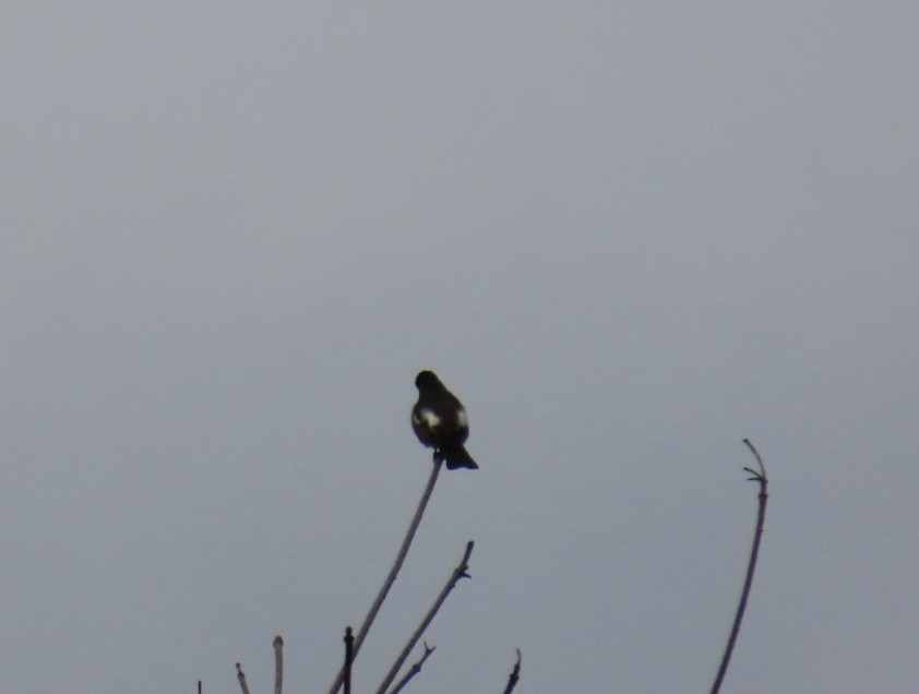 Olive-sided Flycatcher - ML641845976