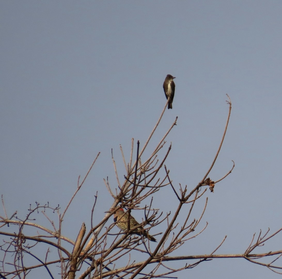 Olive-sided Flycatcher - ML641845977