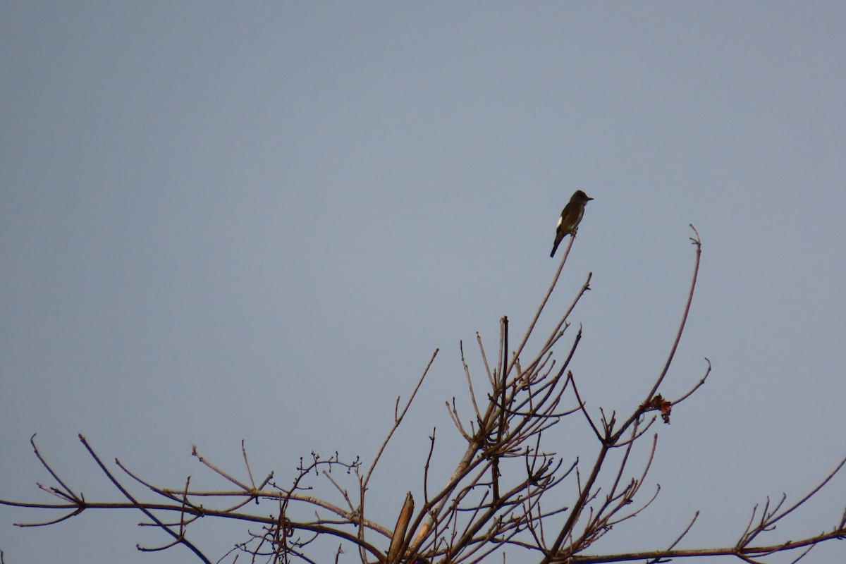 Olive-sided Flycatcher - ML641845978