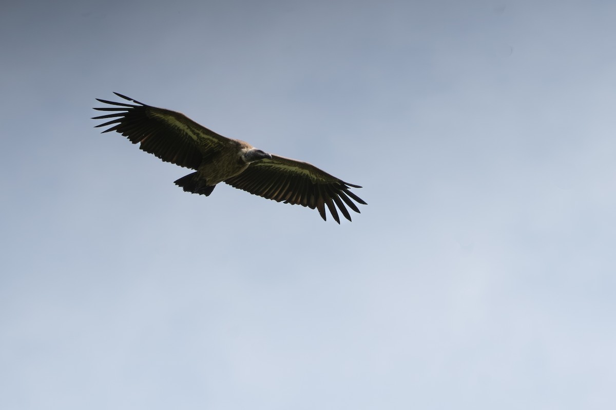 White-backed Vulture - ML641845994