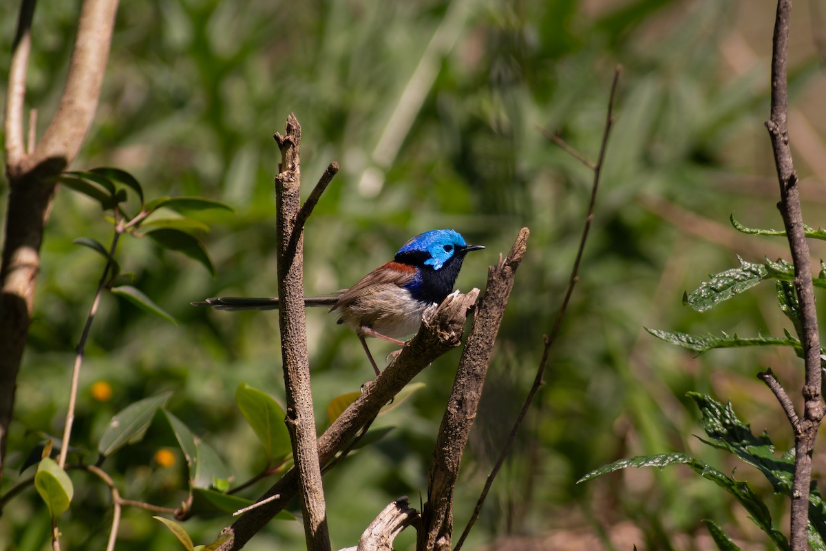 modropláštník proměnlivý - ML641845997