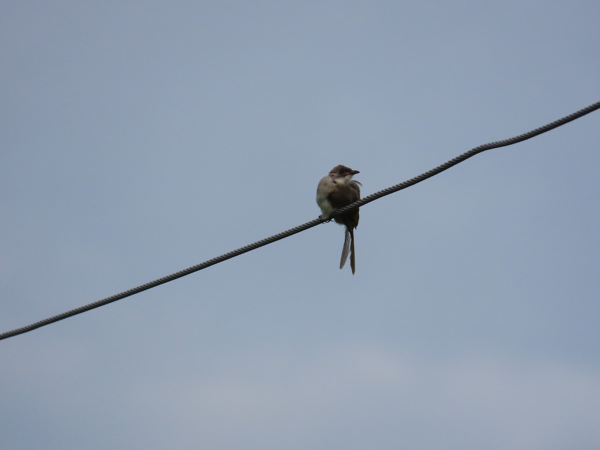 Light-vented Bulbul - ML641846002