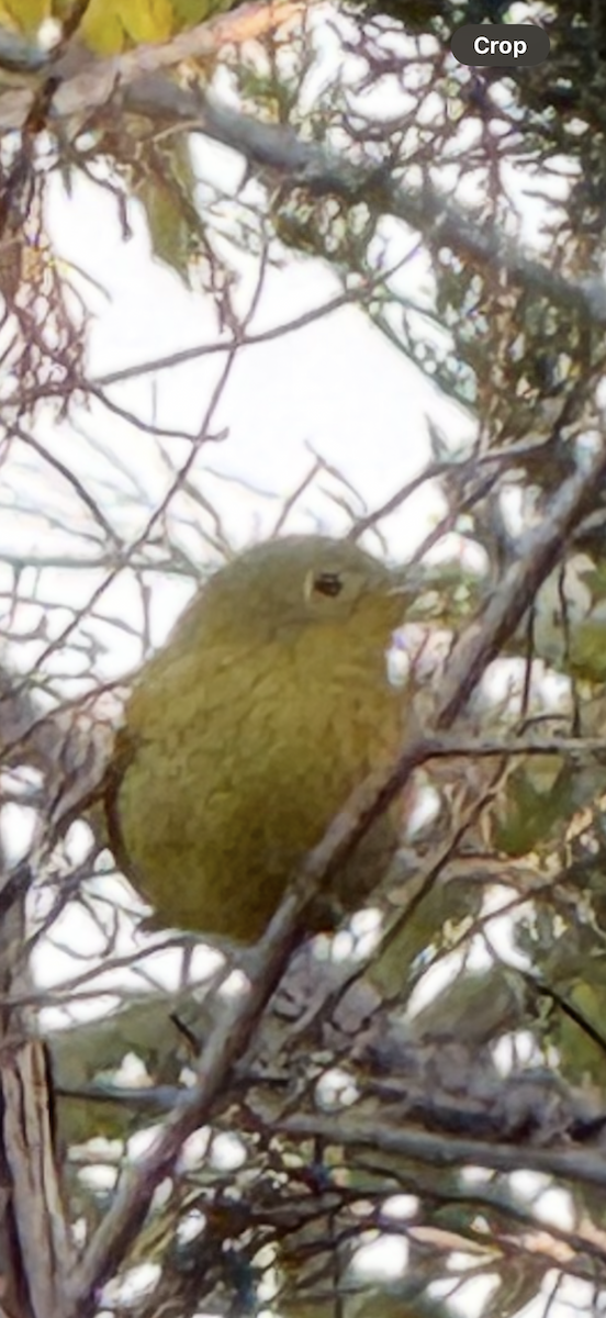Yellow Warbler (Northern) - ML641846006