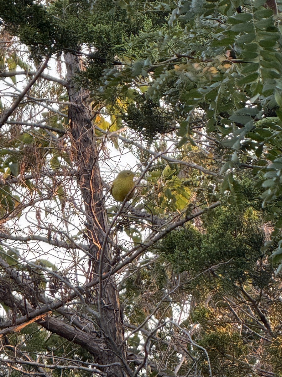Yellow Warbler (Northern) - ML641846007