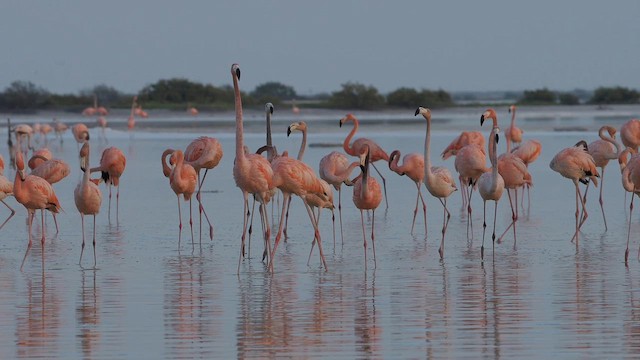 American Flamingo - ML641846039