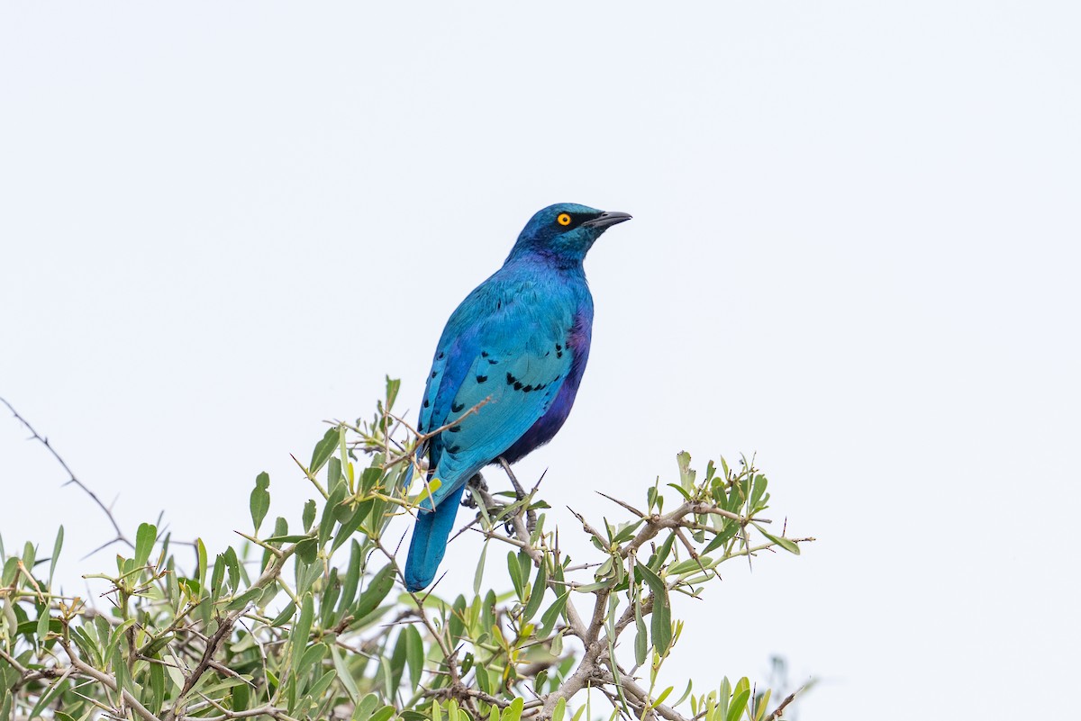 Greater Blue-eared Starling - ML641846051