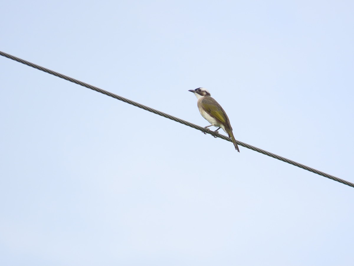 Light-vented Bulbul - ML641846056