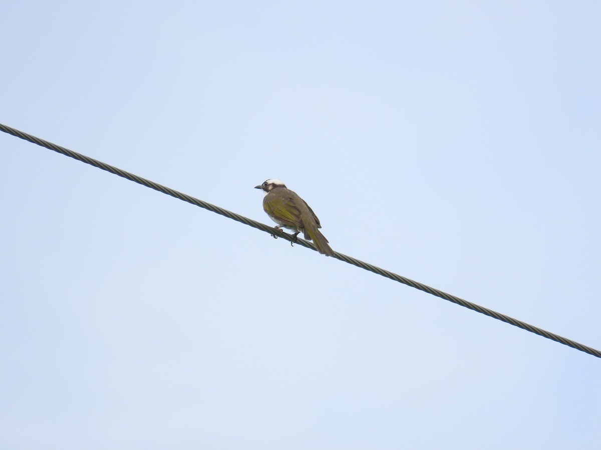 Light-vented Bulbul - ML641846059
